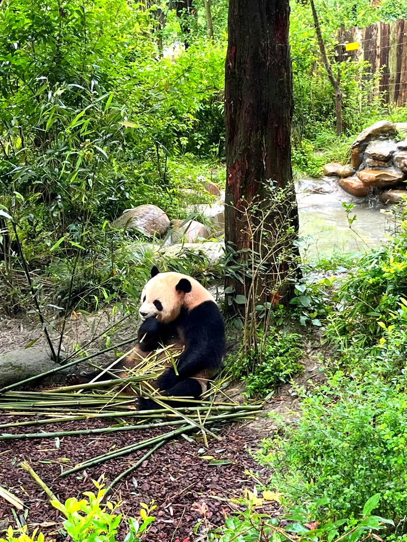 Un panda géant assis dans la végétation